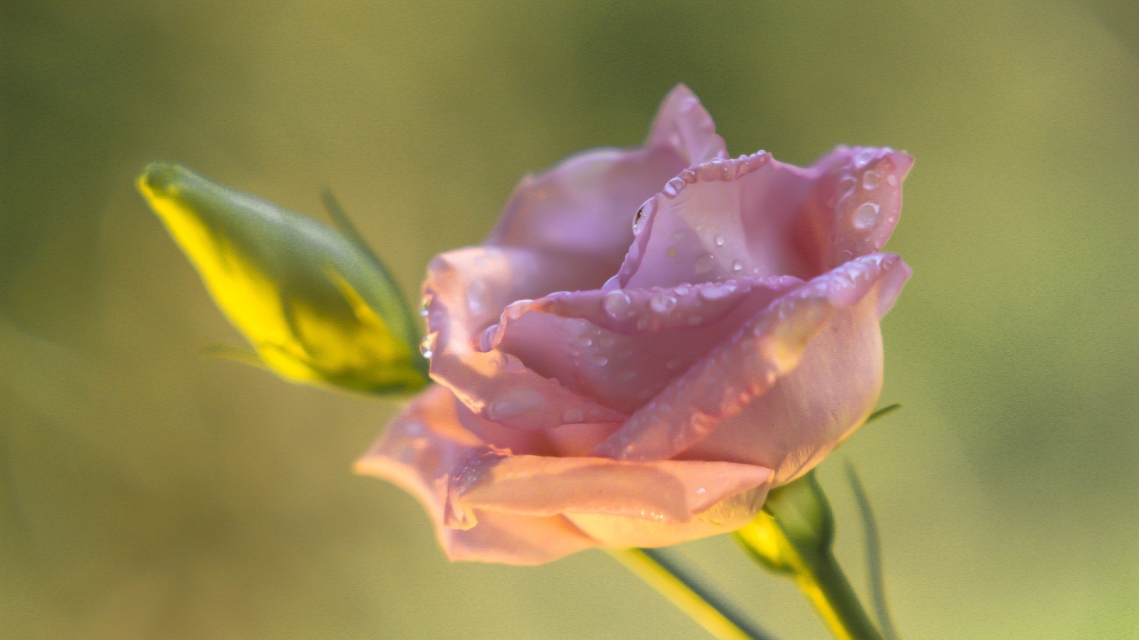 Розовый цветок эустомы с бутоном