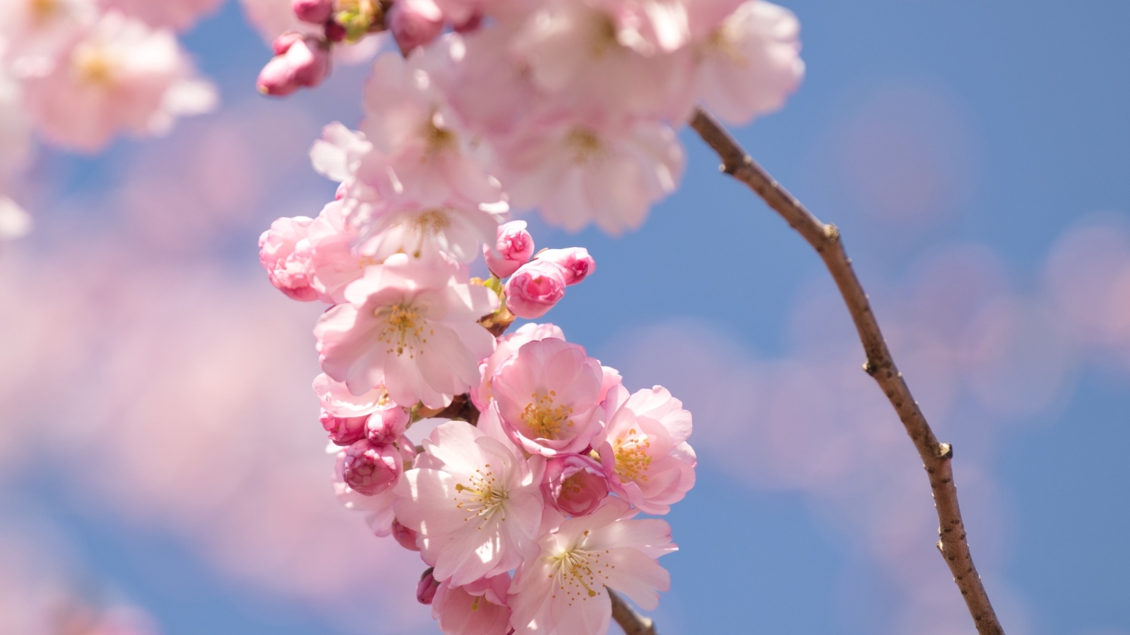 Розовые цветы на ветке на фоне голубого неба весной