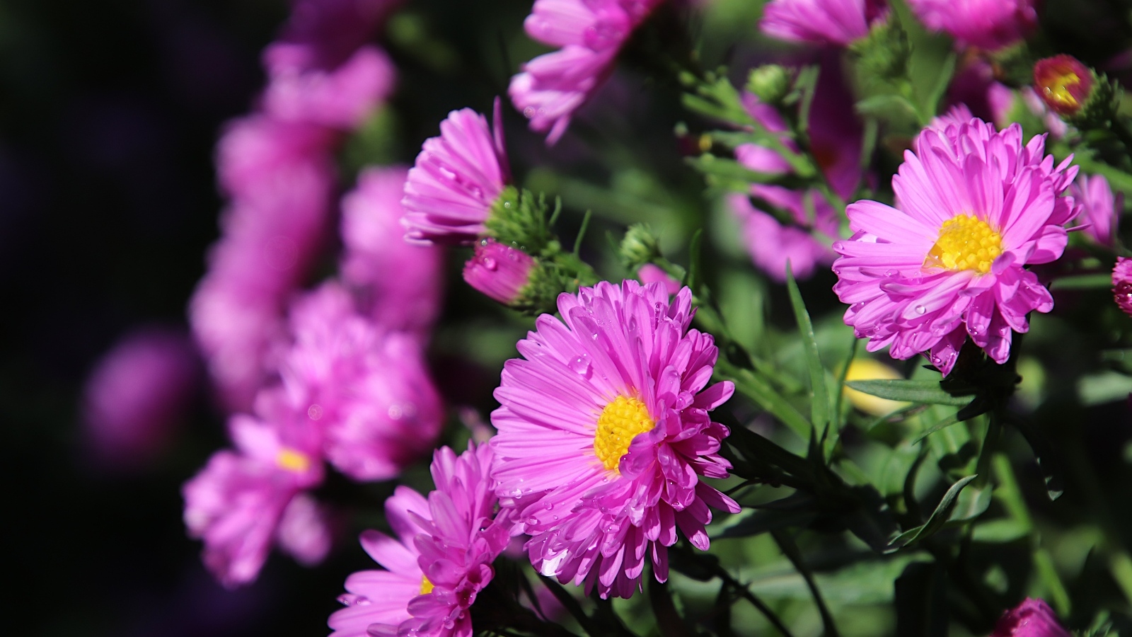 Розовые садовые астры крупным планом