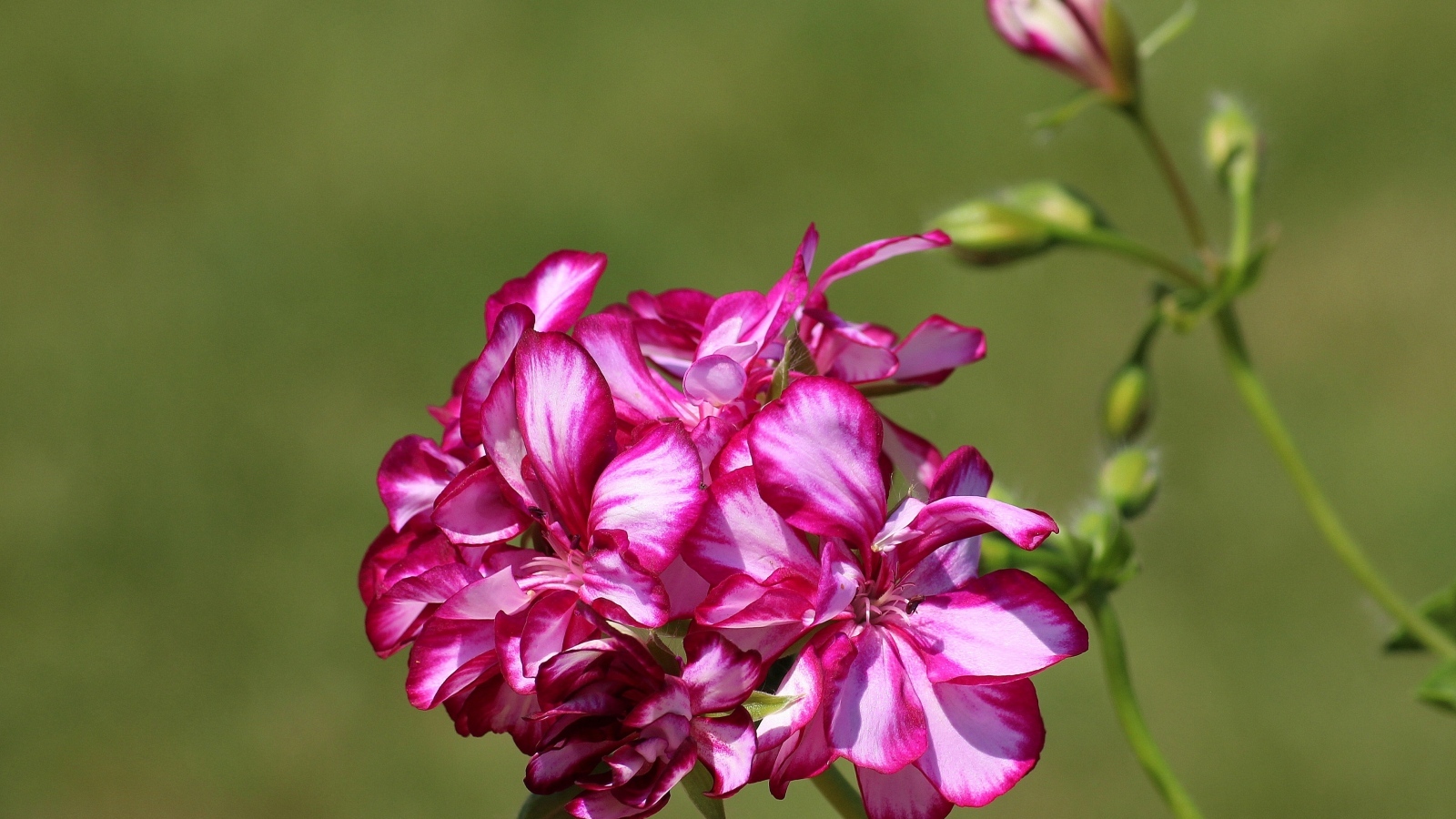 Розовые цветы герани крупным планом