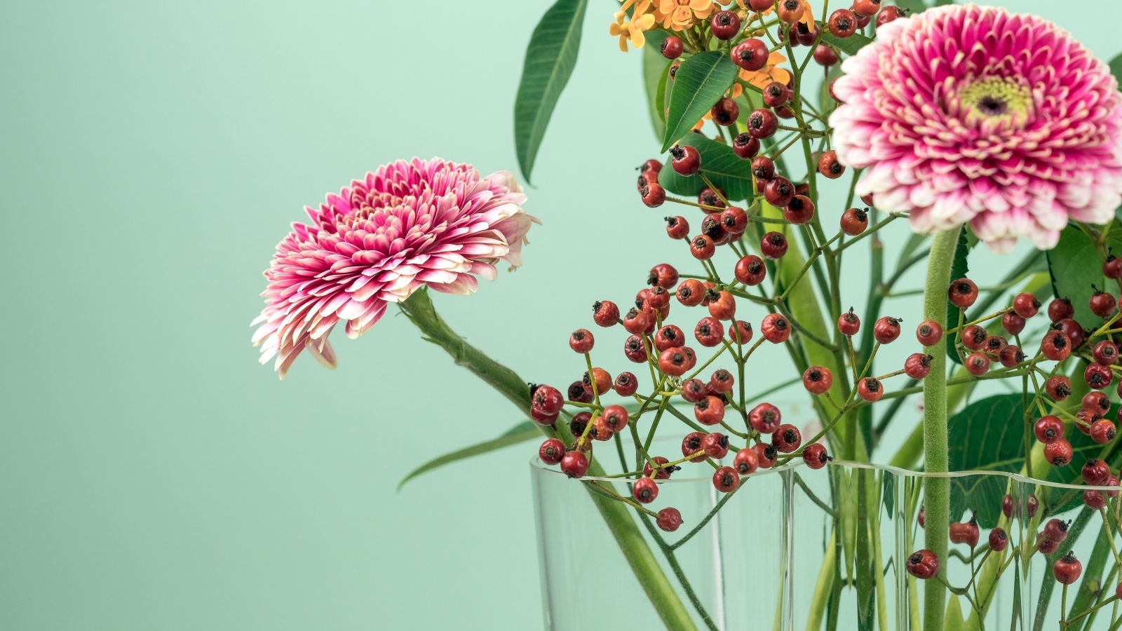 Розовые герберы с ветками на голубом фоне