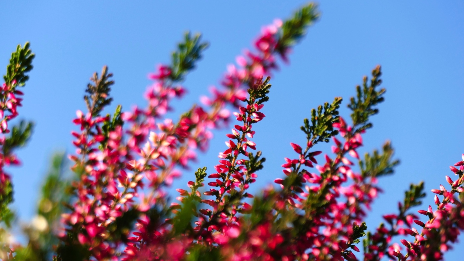 Розовый вереск на фоне голубого неба
