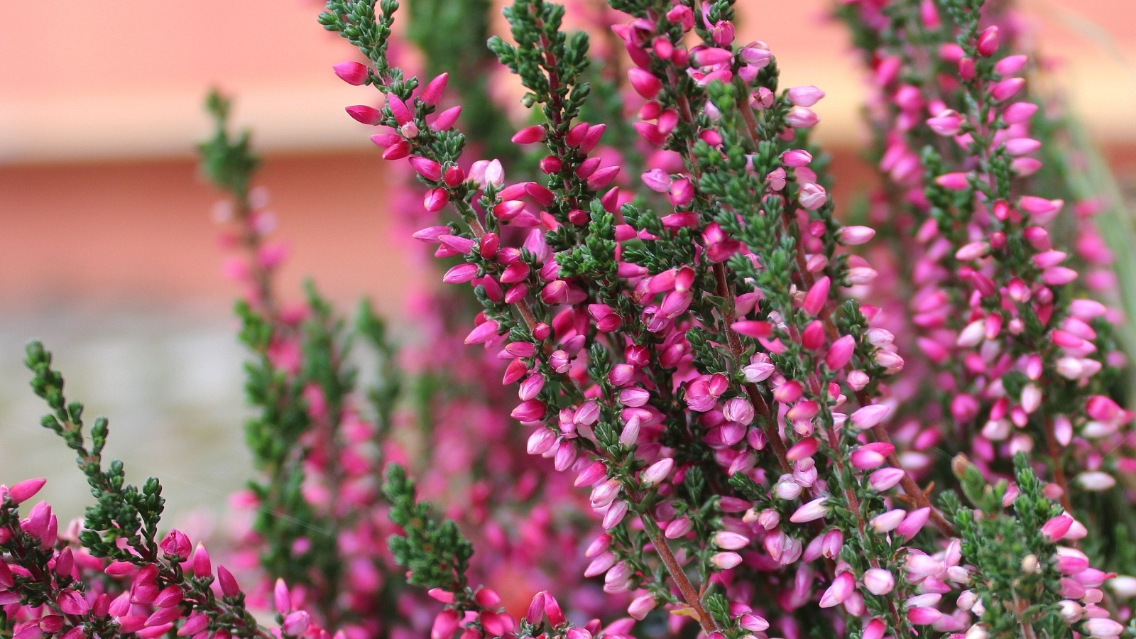 Розовые цветы вереска крупным планом