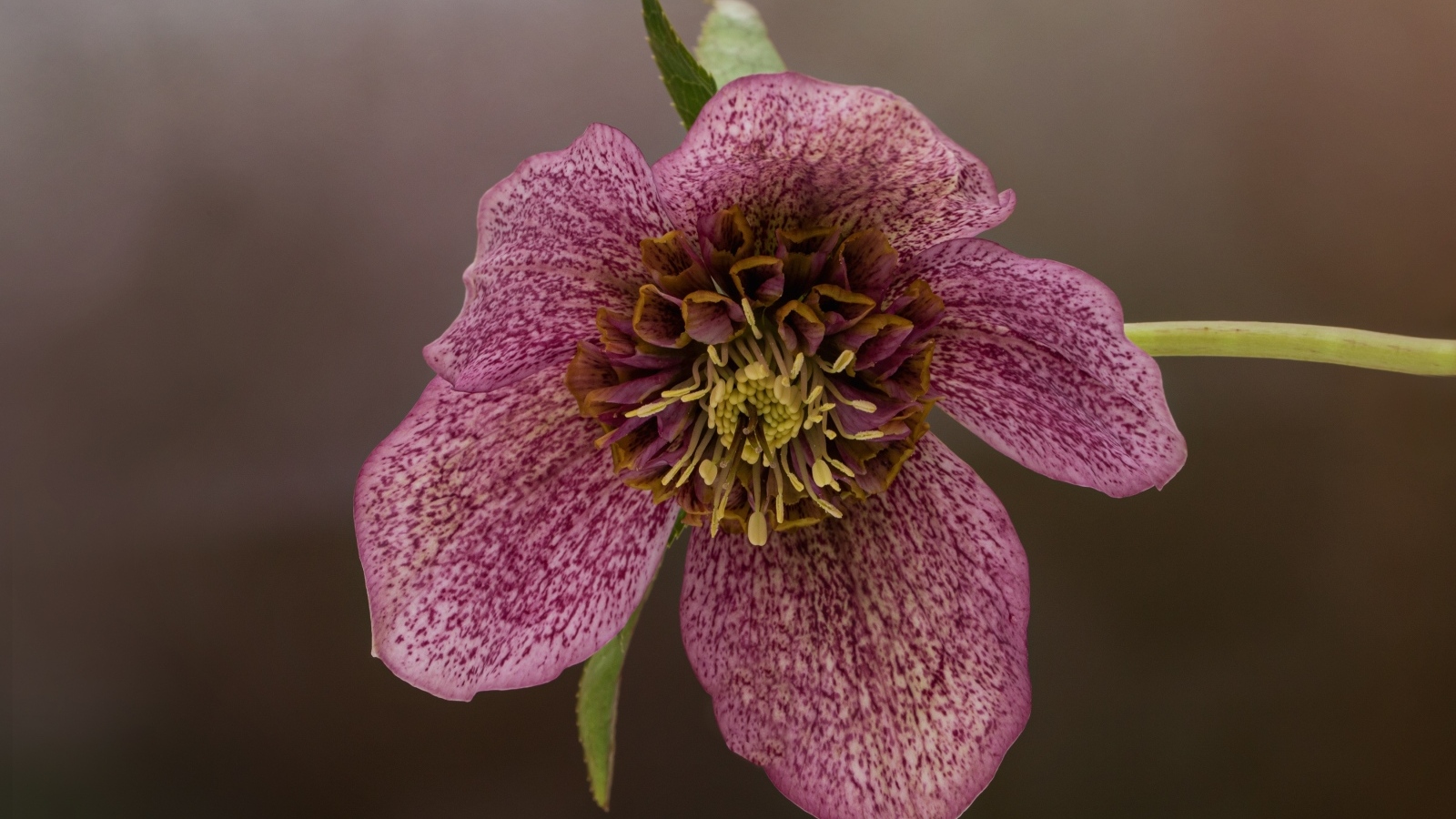 Розовый цветок морозника крупным планом