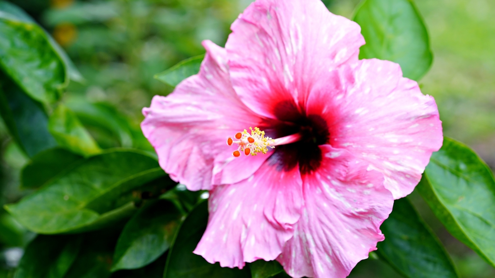 Розовый гибискус с зелеными листьями крупным планом