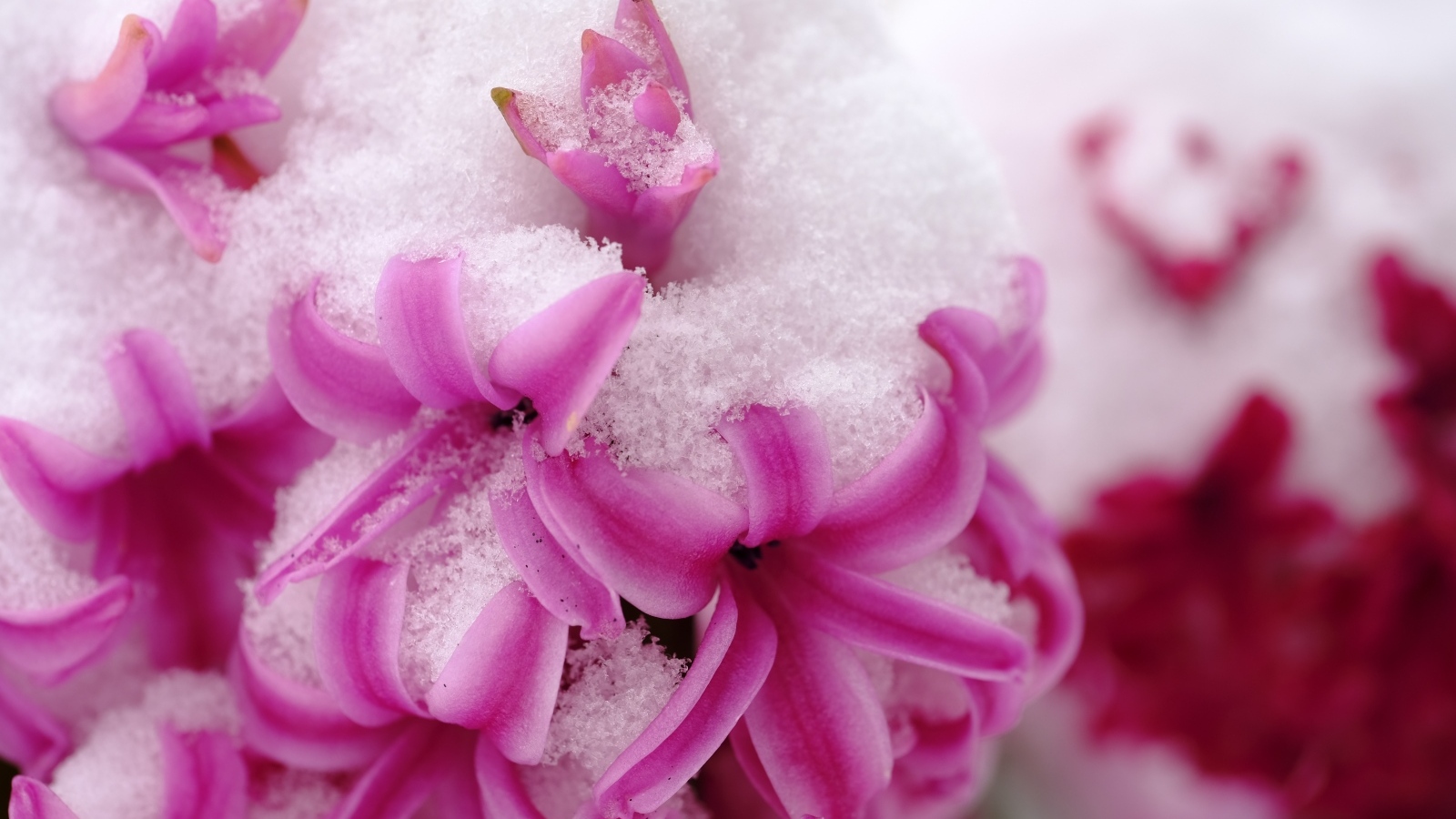 Розовые цветы гиацинта в снегу