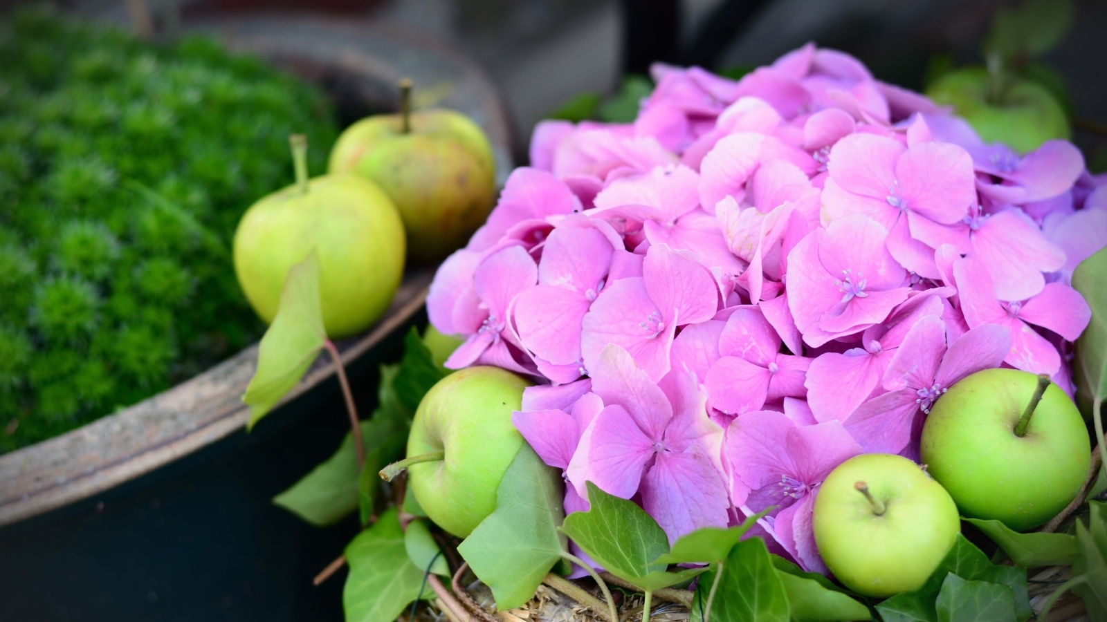 Розовые цветы гортензии с зелеными яблоками