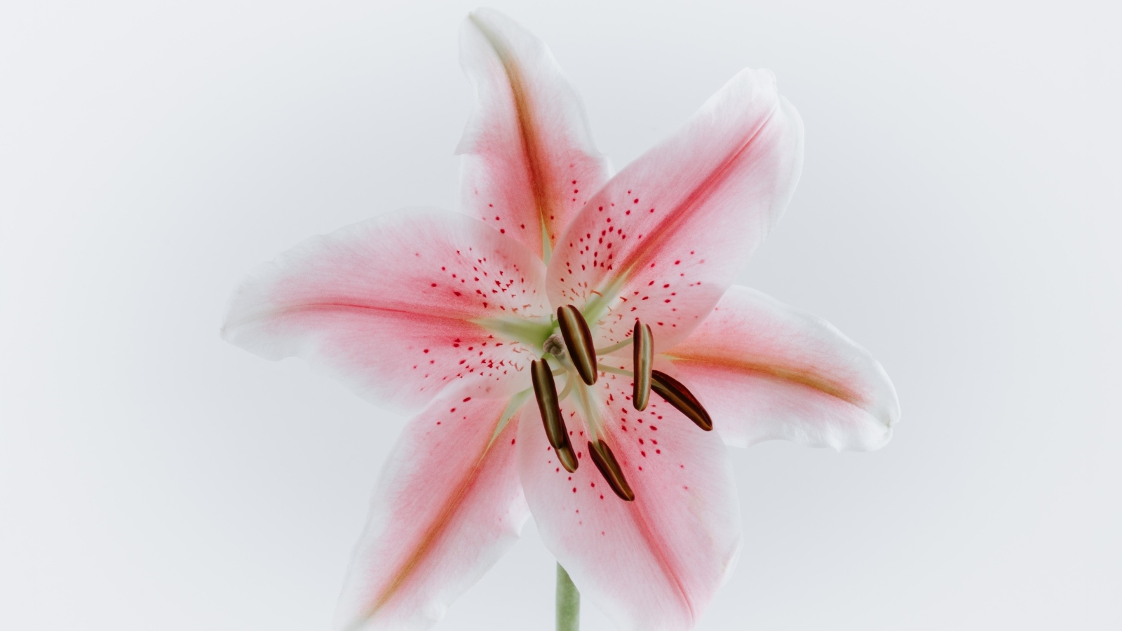Розовый крупный цветок лилии на сером фоне