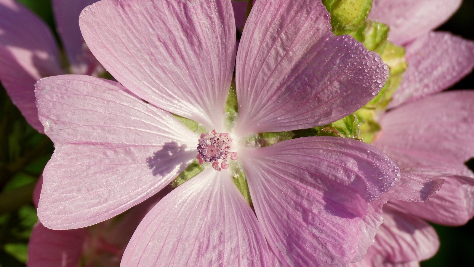 Розовый цветок мальва крупным планом