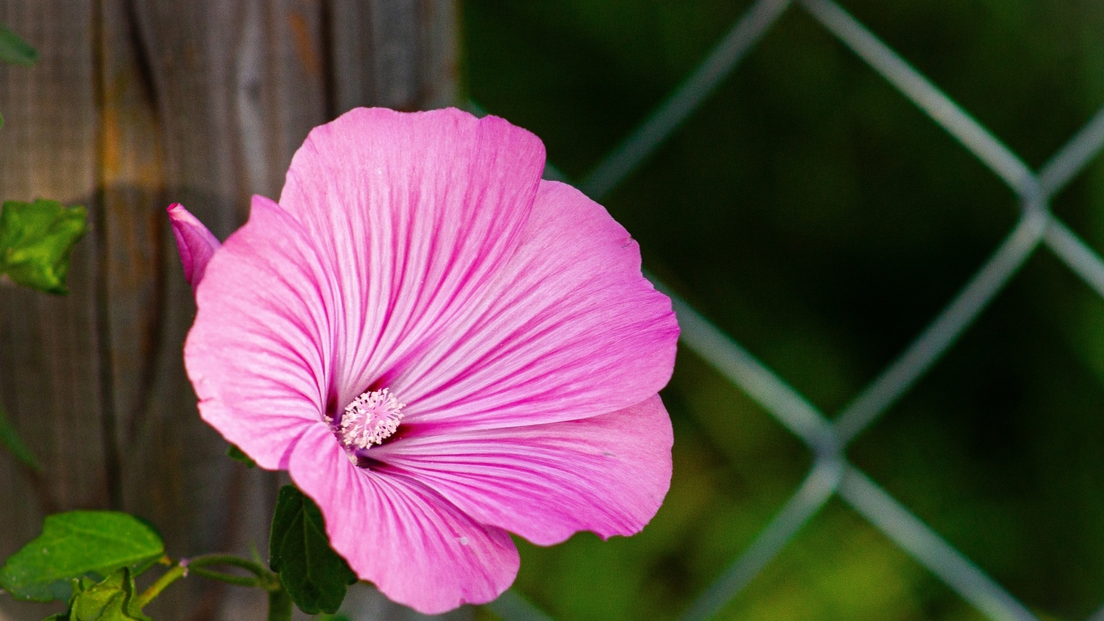 Розовая мальва растет у забора
