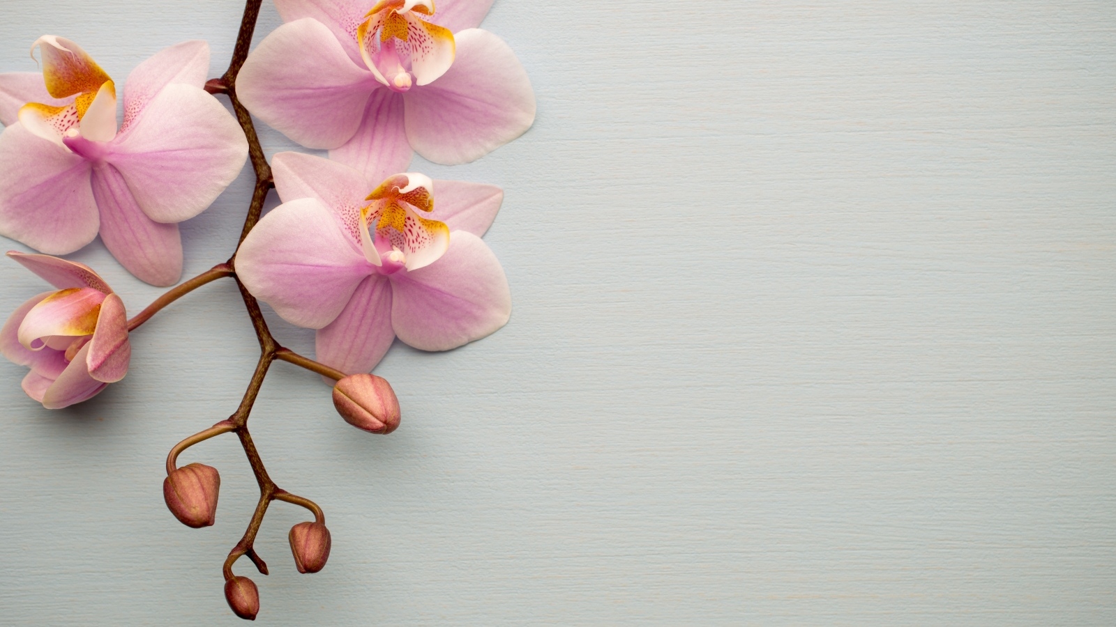 Розовые цветы орхидеи с бутонами на сером фоне