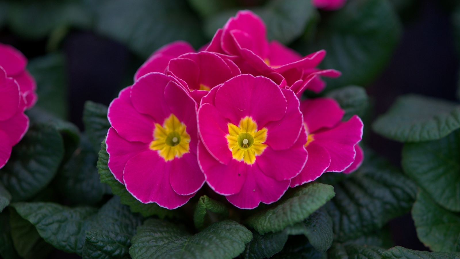 Розовый цветок примулы в горшке