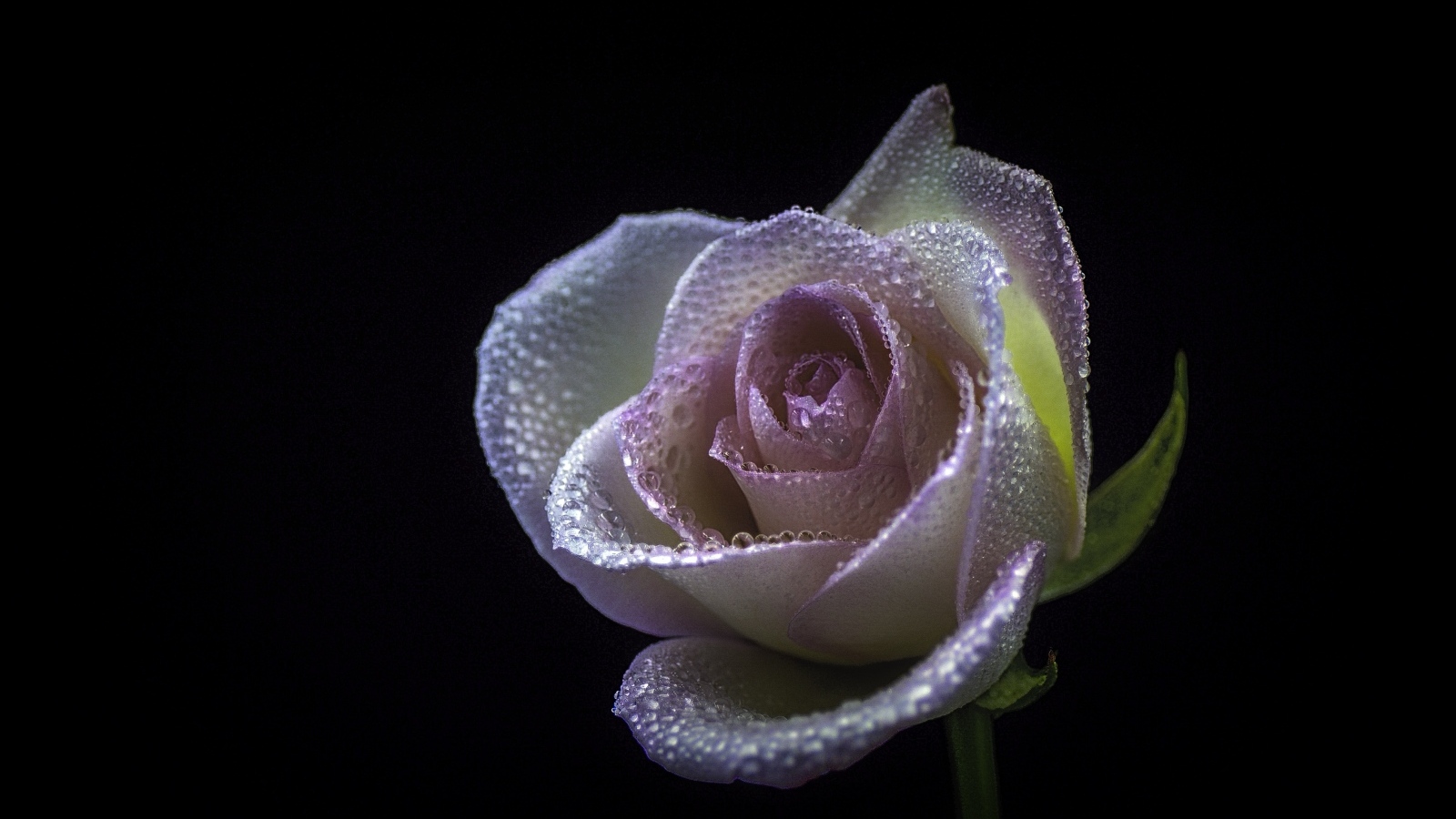 Розовый цветок розы в каплях  росы на черном фоне