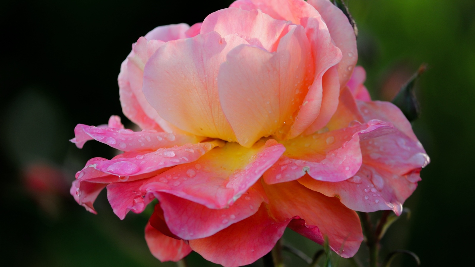 Розовый цветок розы с каплями росы на лепестках