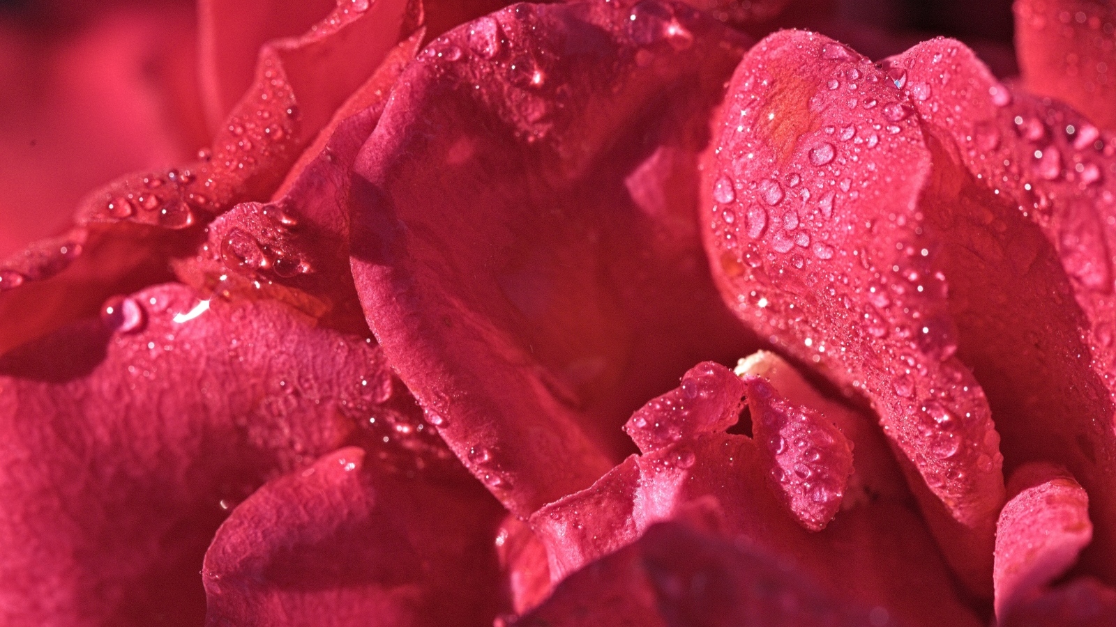 Розовые лепестки розы в каплях росы