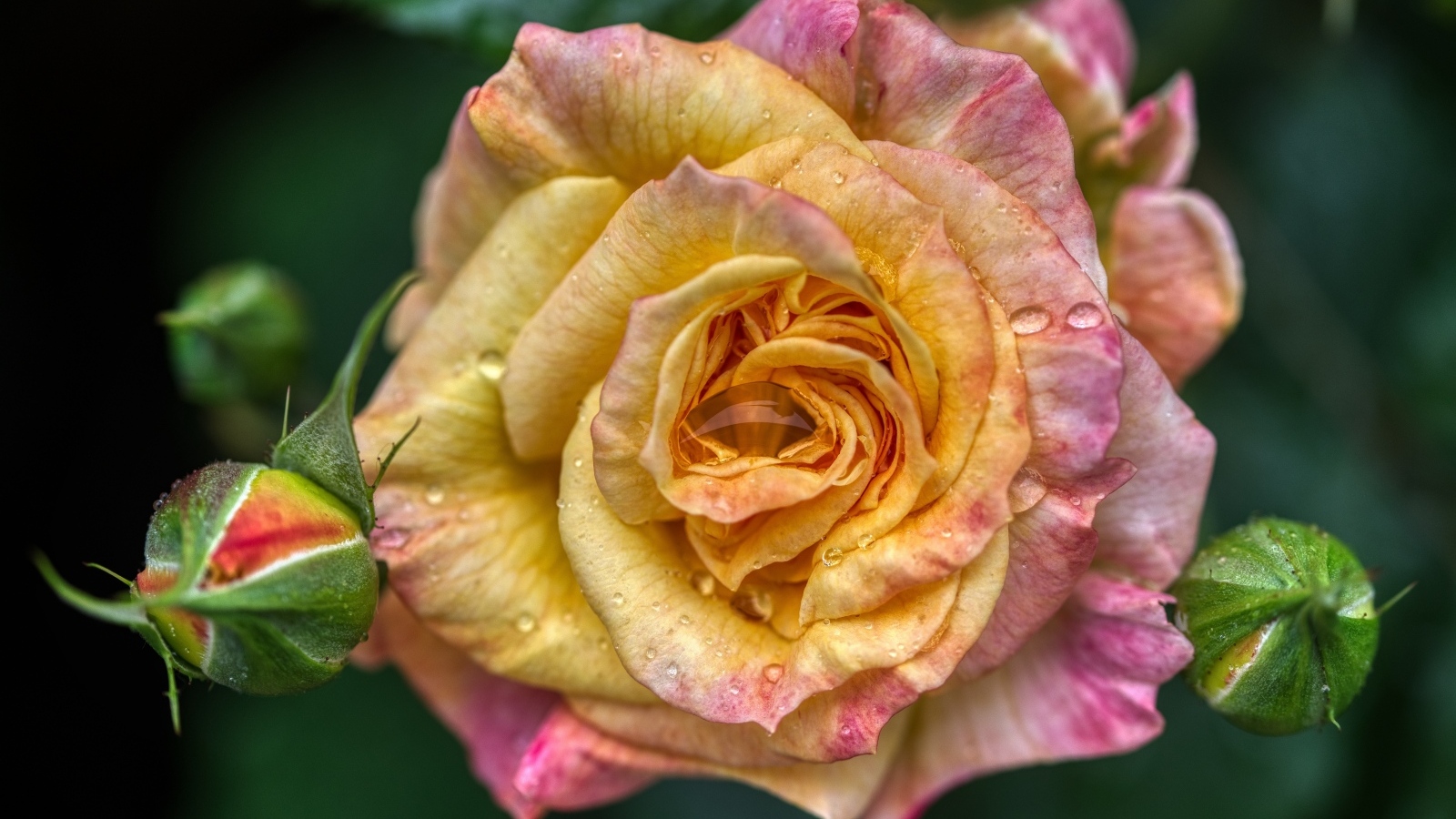 Розовая роза с бутонами крупным планом