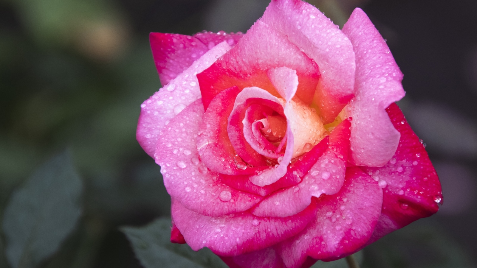 Розовая роза с крупным цветком в каплях росы