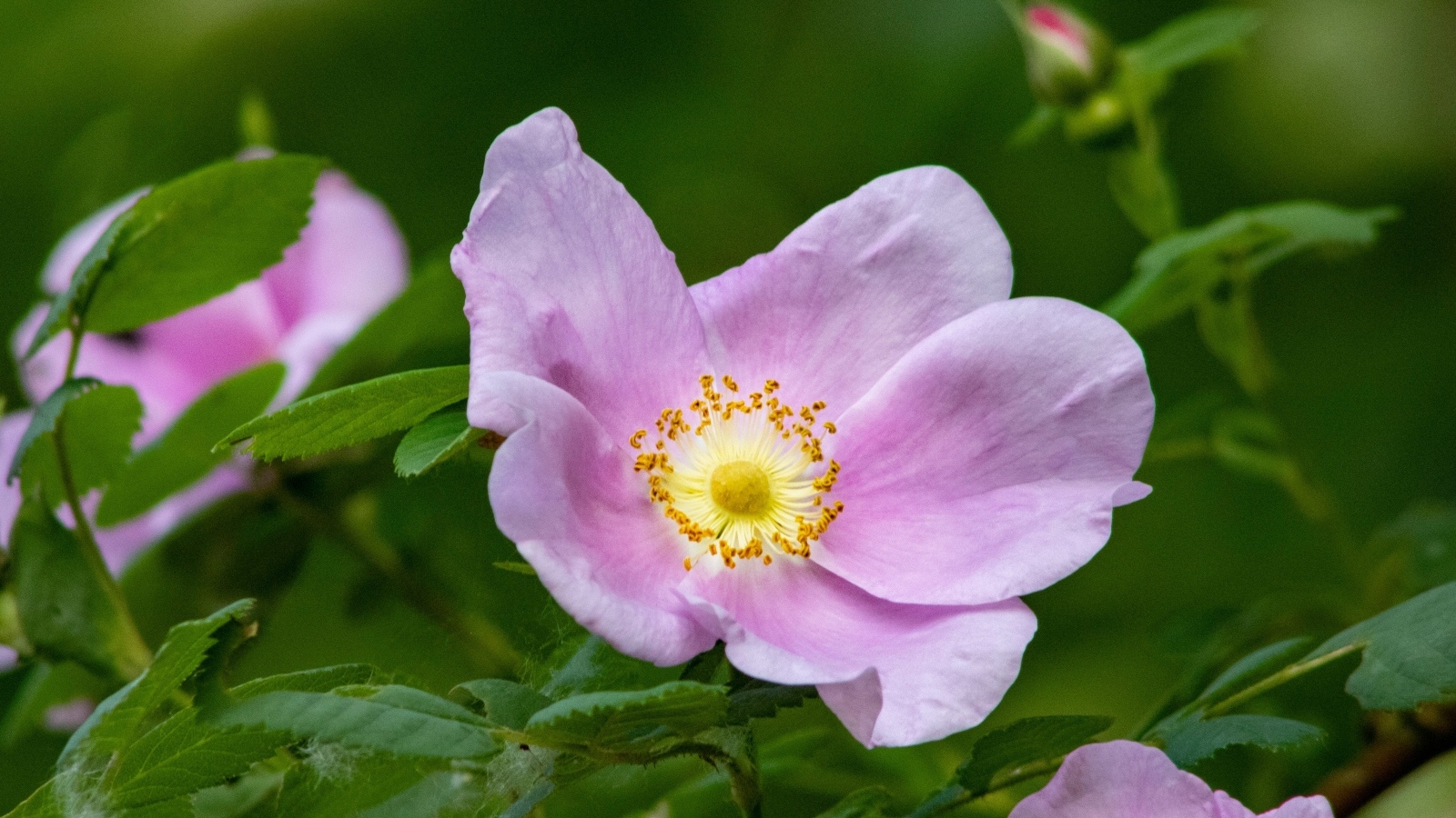 Розовые цветы шиповника крупным планом