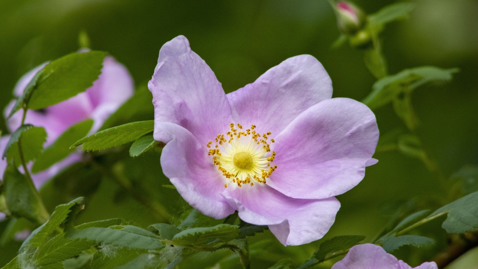 Розовые цветы шиповника с зелеными листьями