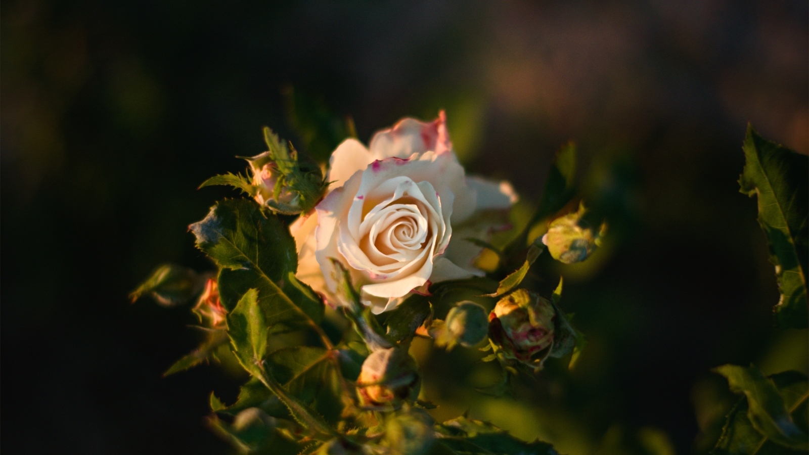 Розовые розы с бутонами в лучах солнца