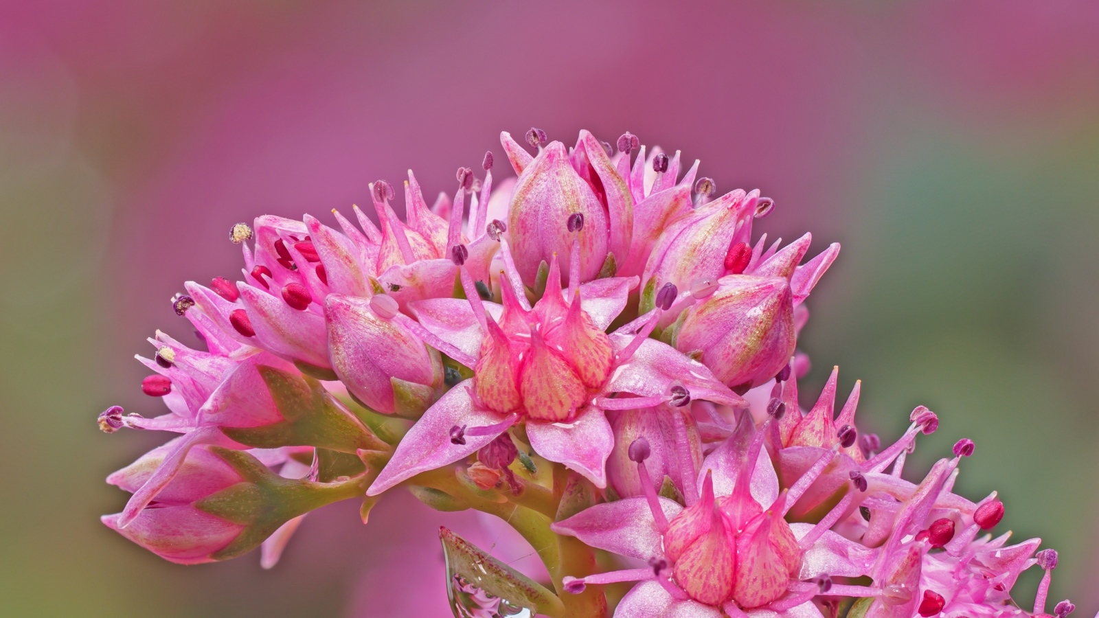 Розовый цветок очиток крупным планом