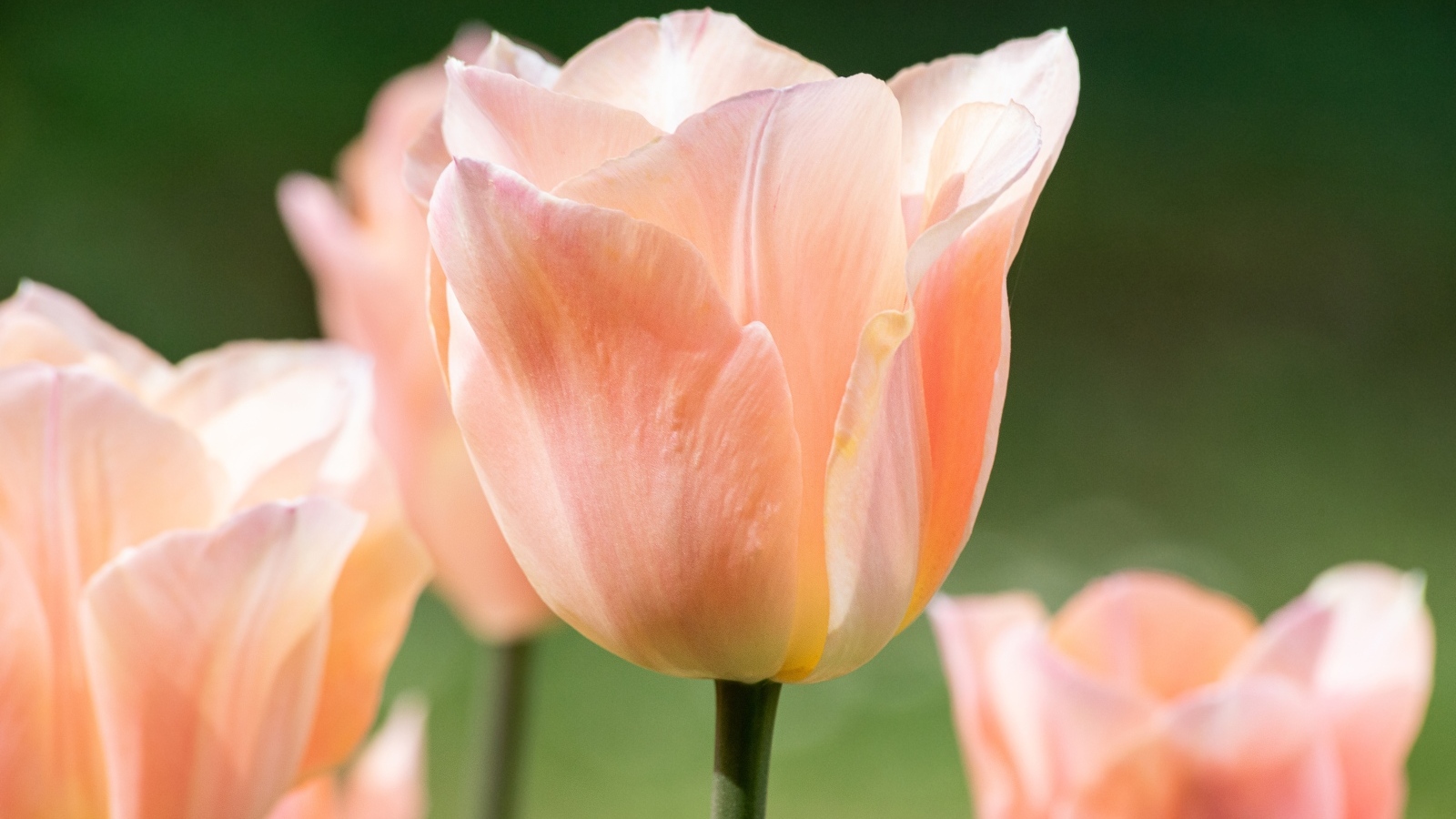 Розовый цветок тюльпана цветет весной