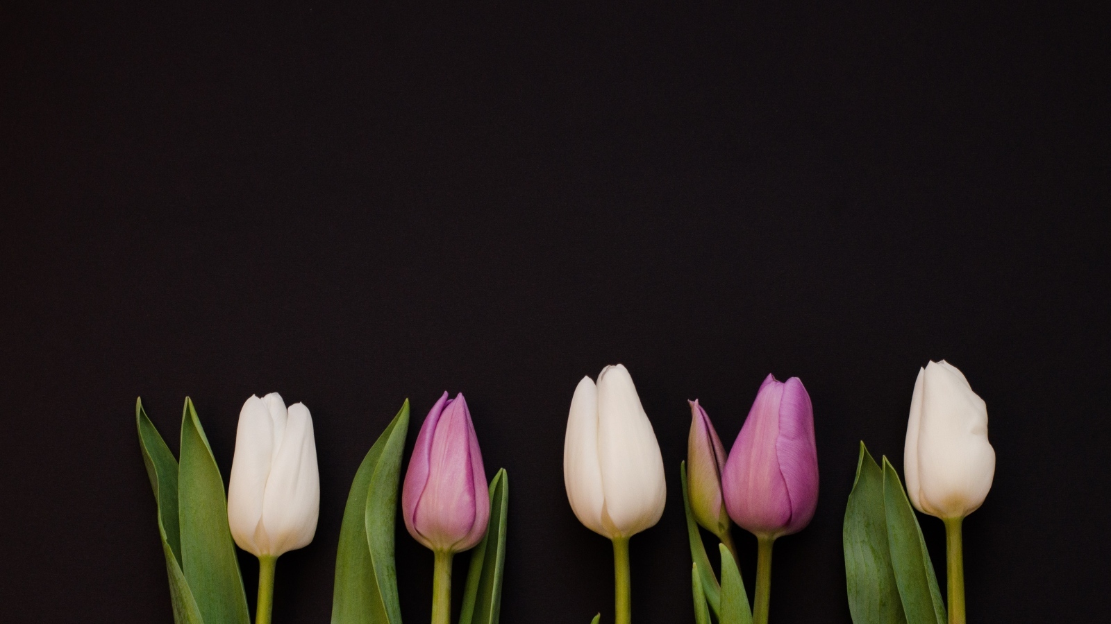 Розовые тюльпаны на черном фоне