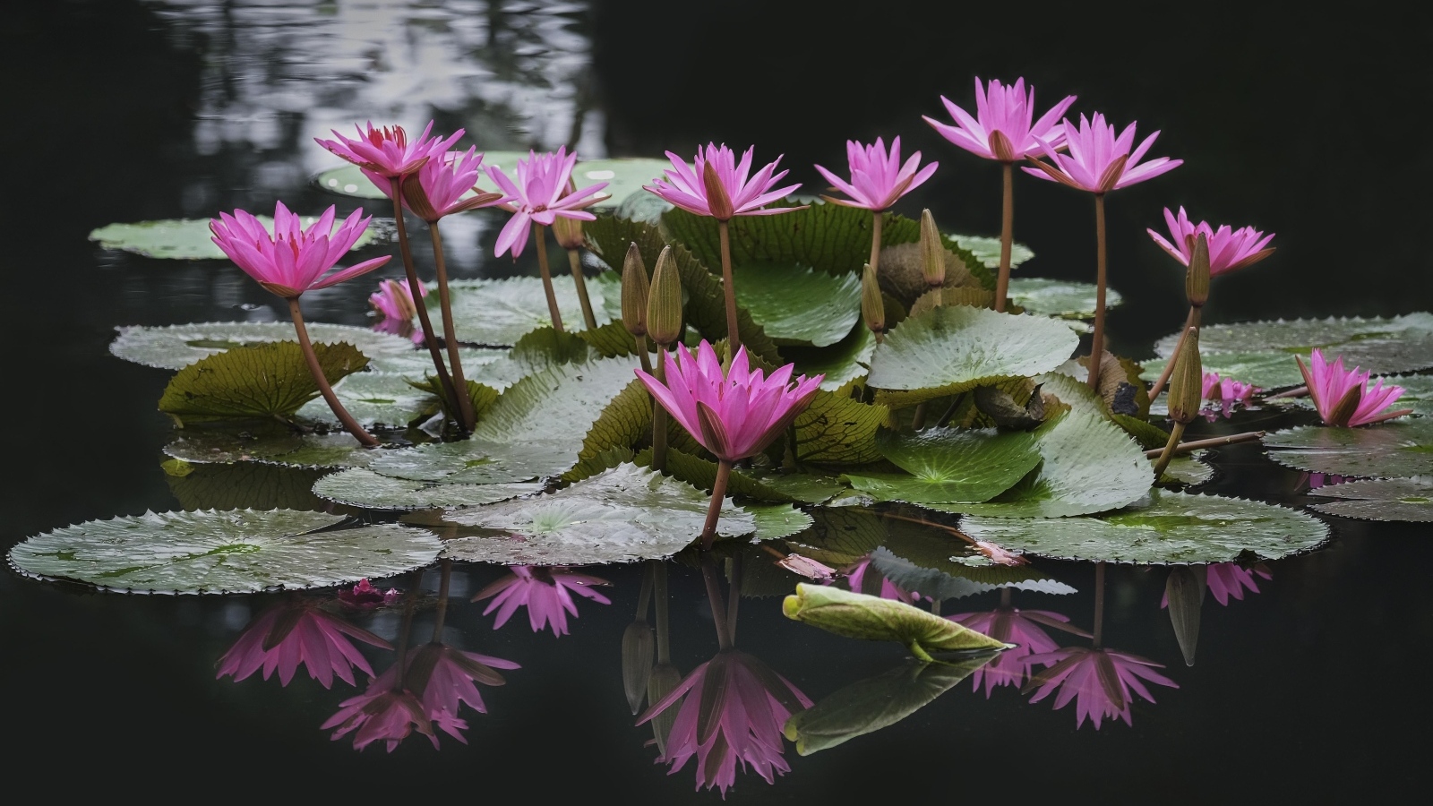 Розовые водяные лилии с зелеными листьями в пруду