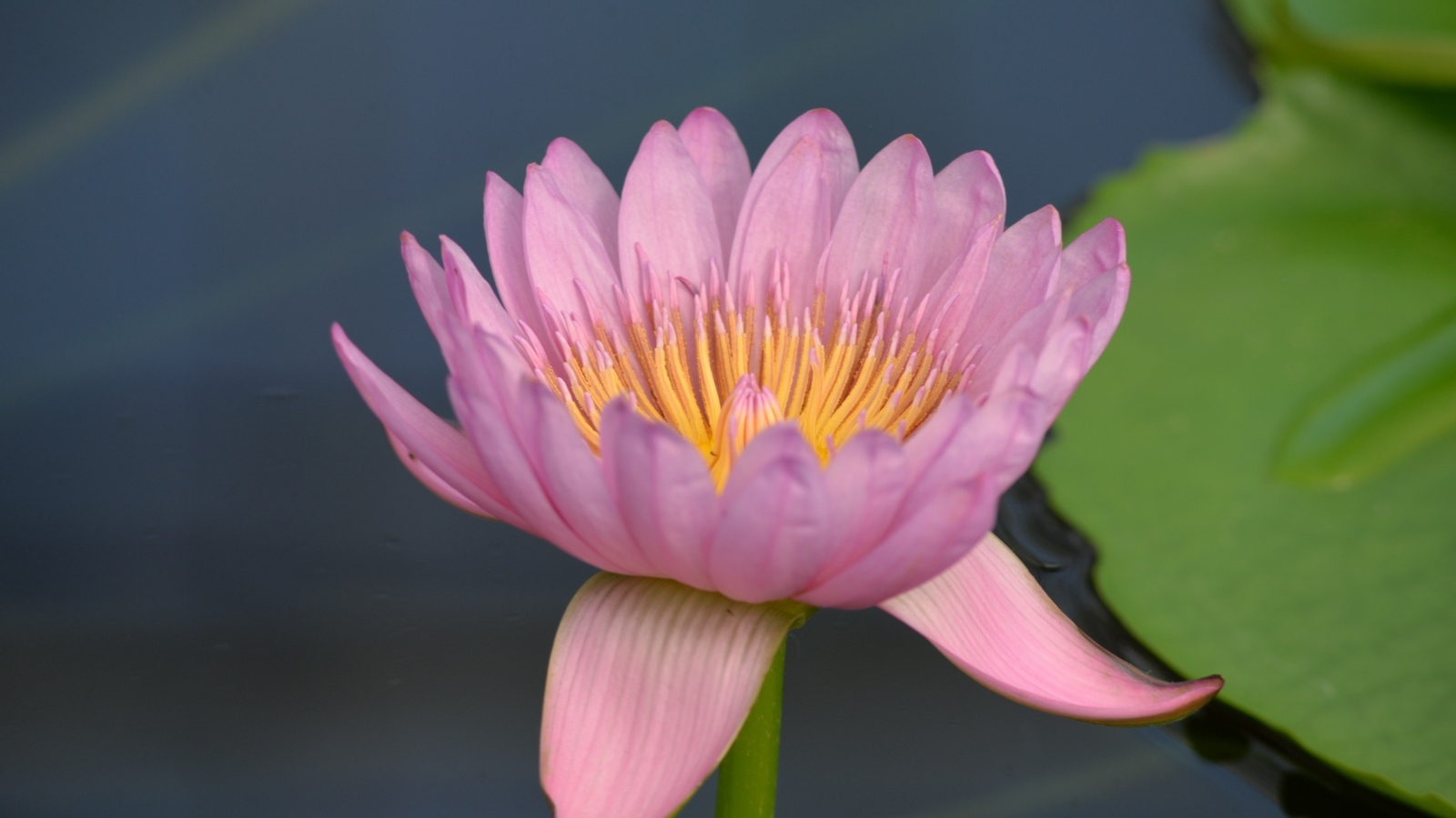 Розовый цветок водяной лилии в пруду крупным планом