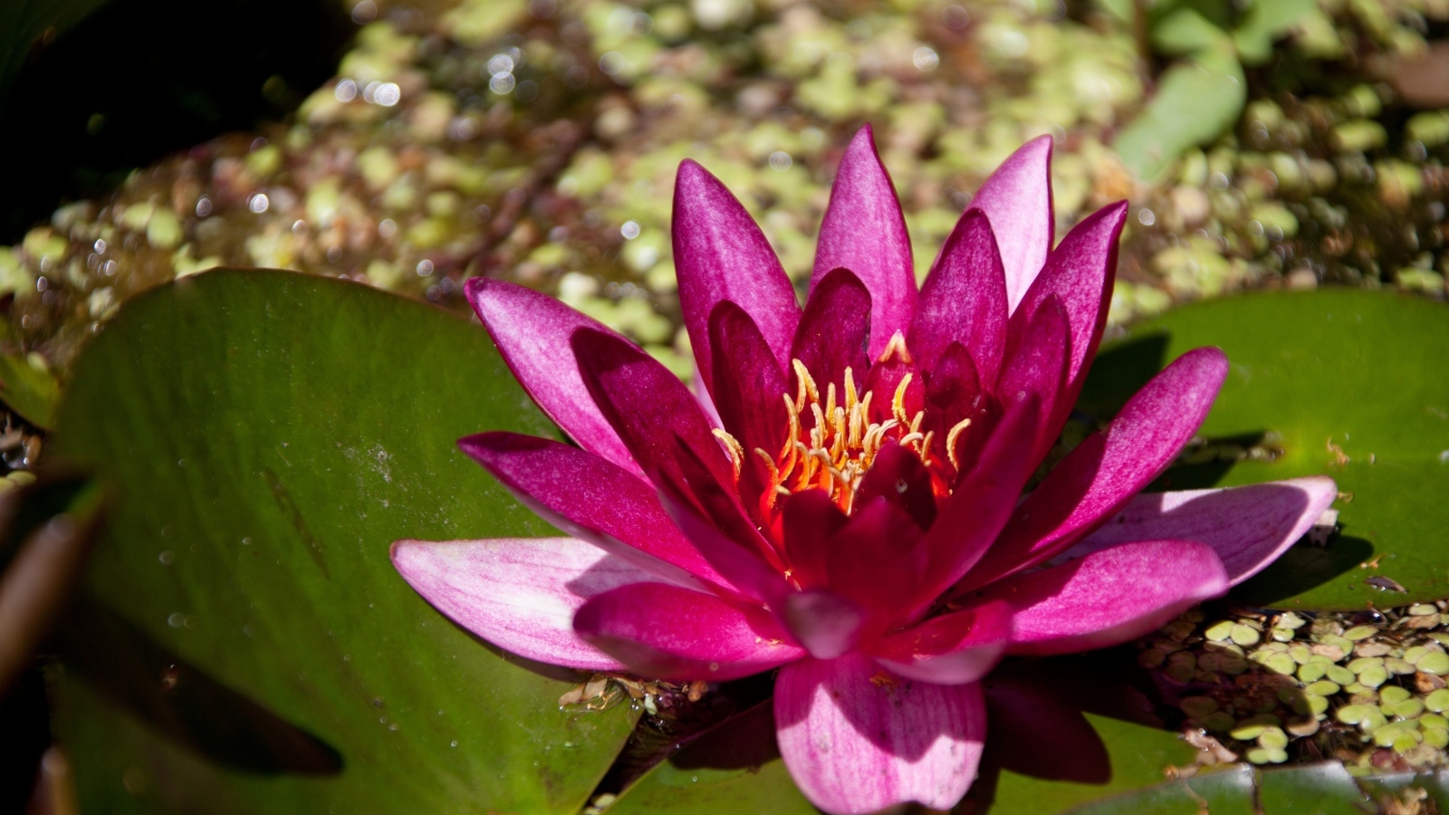 Розовая водяная лилия в пруду с большими листьями