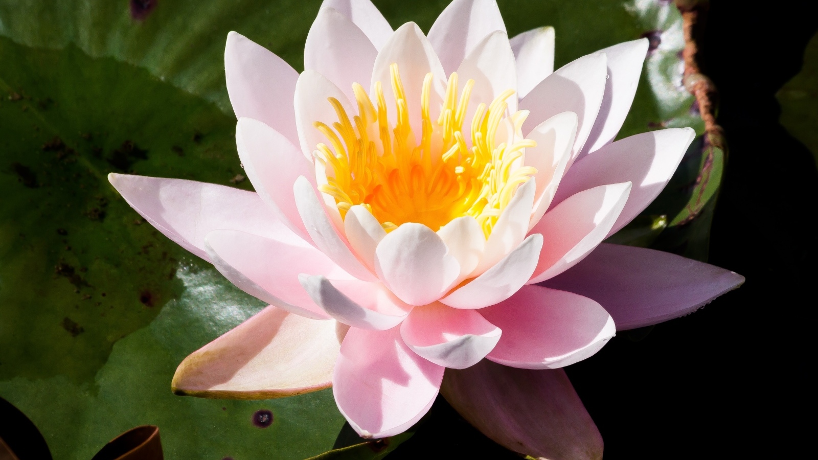 Розовая кувшинка в озере крупным планом