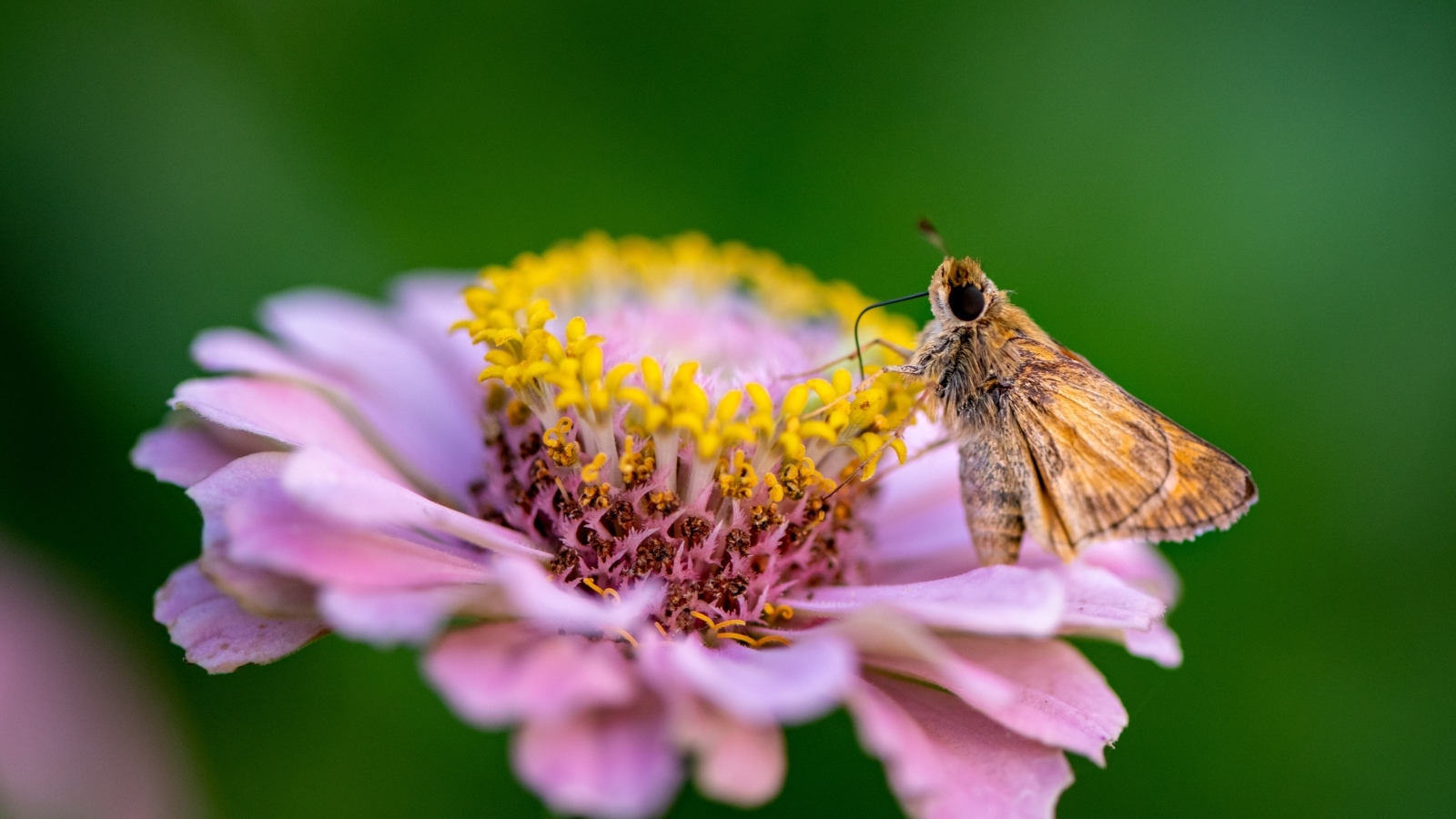 Розовый цветок циннии с насекомым