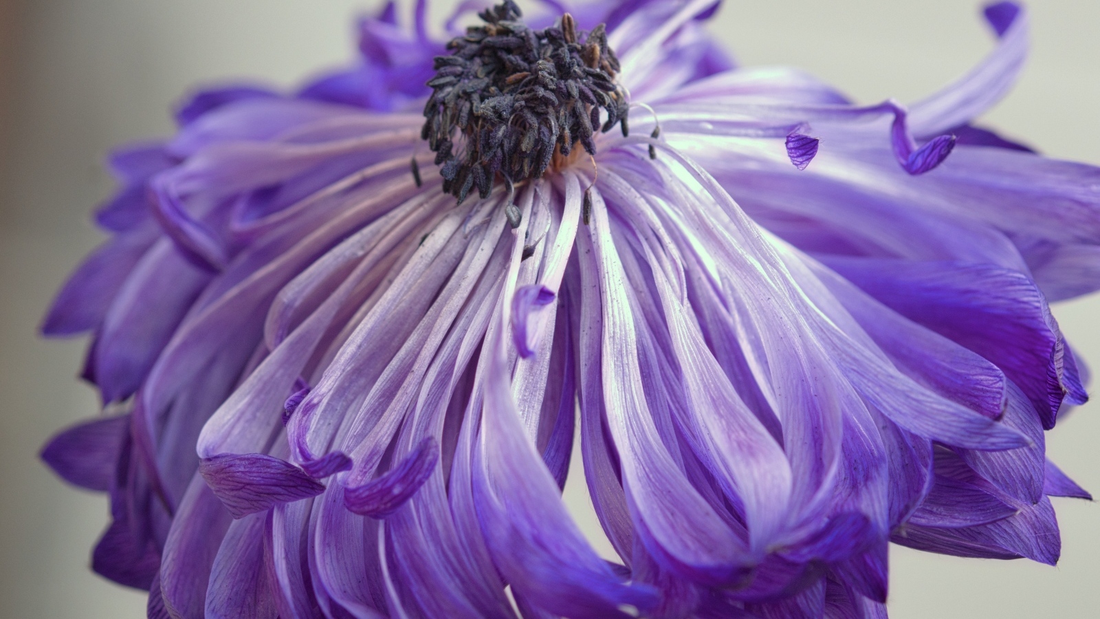 Фиолетовый цветок анемоны крупным планом