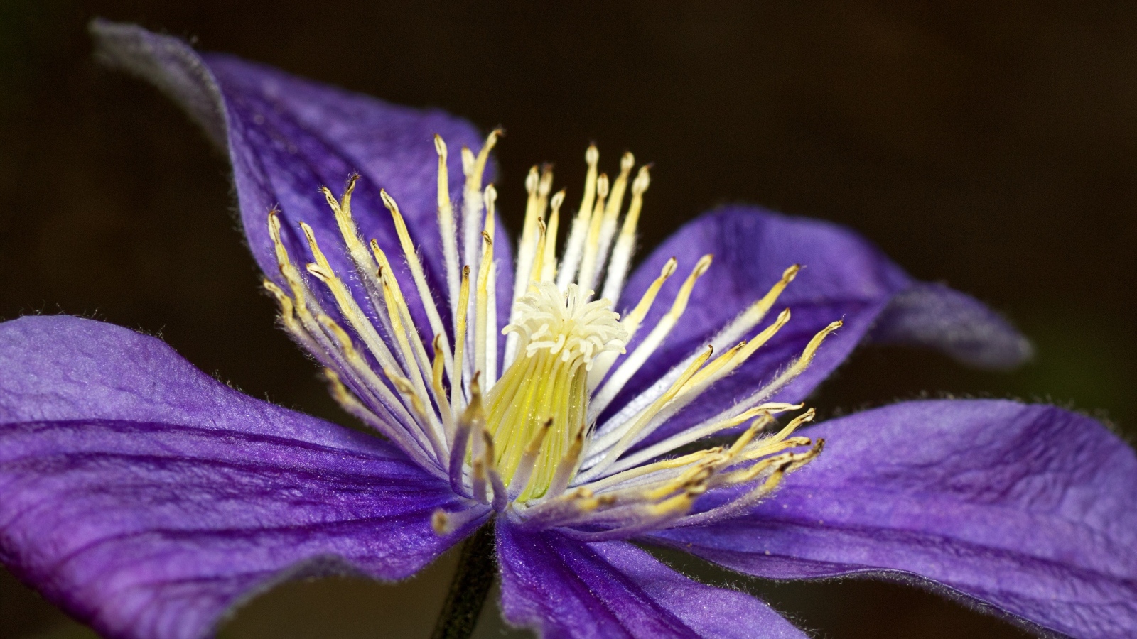 Фиолетовый цветок клематиса крупным планом