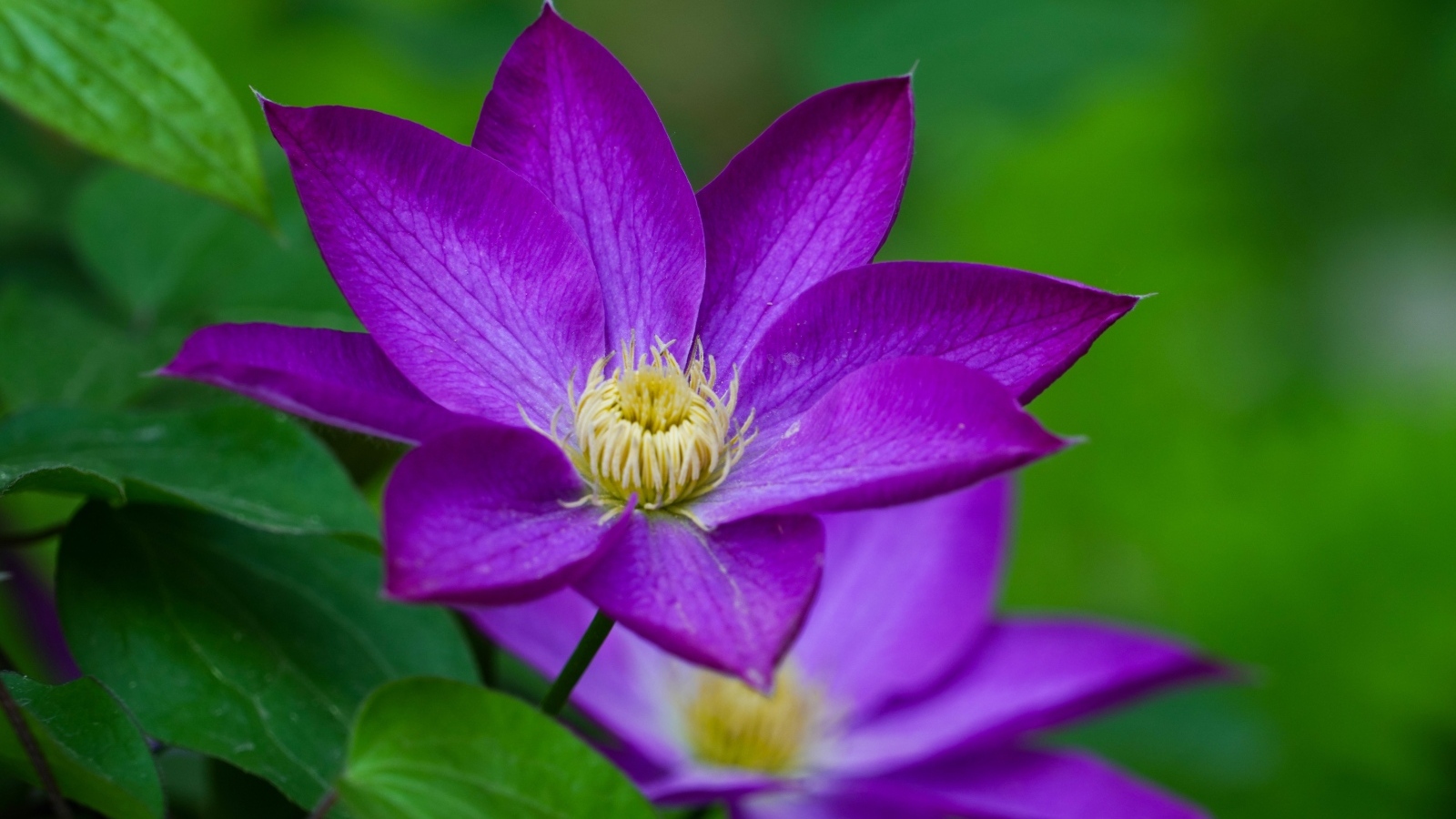 Фиолетовый цветок клематиса крупным планом