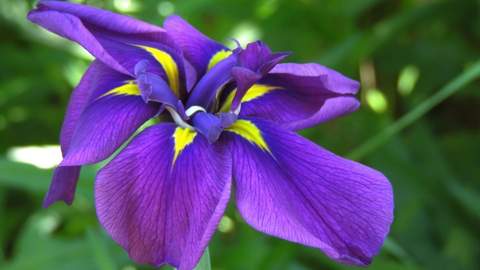 Фиолетовый цветок ириса крупным планом