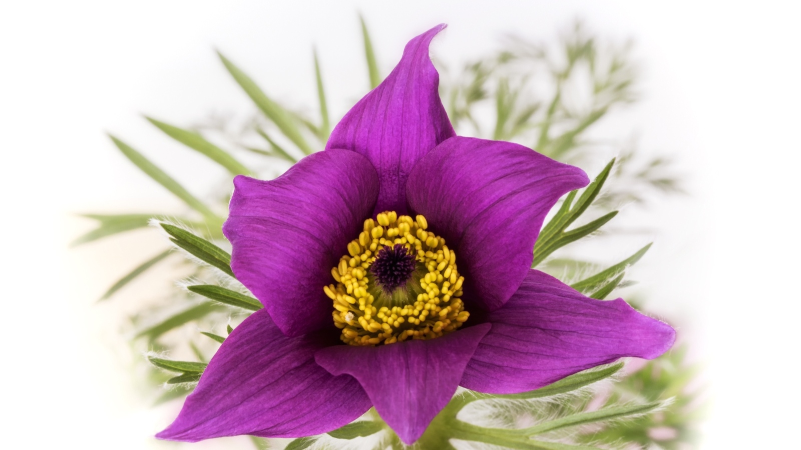 Фиолетовый цветок прострела на белом фоне