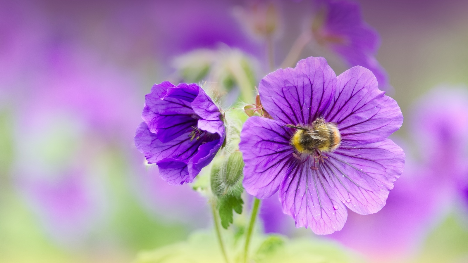 Фиолетовые цветы мальвы вблизи