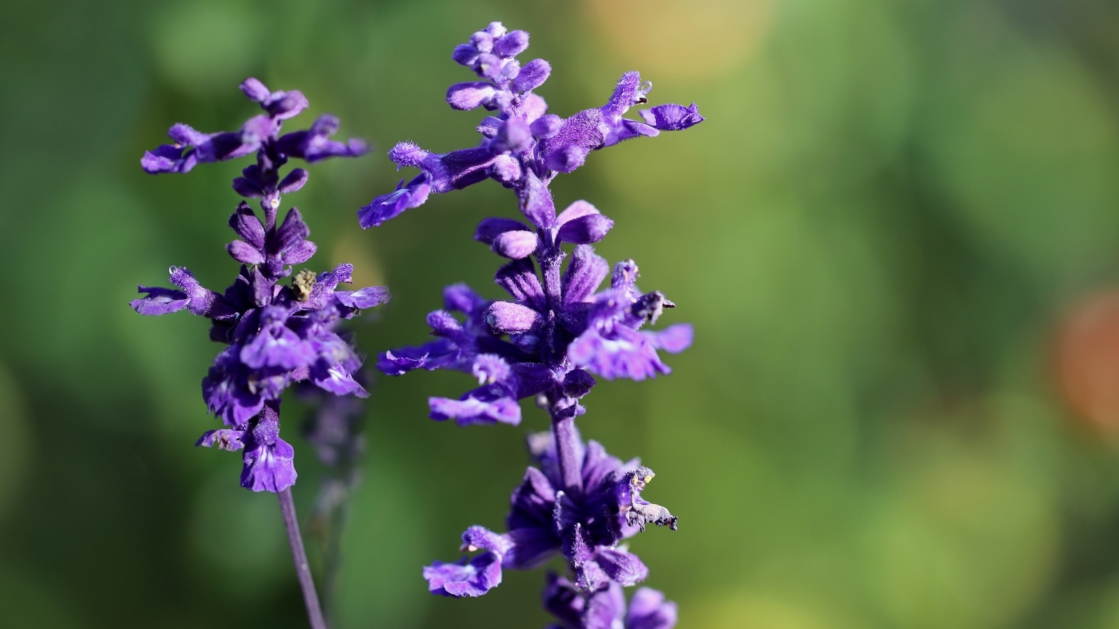 Фиолетовые цветы шалфея крупным планом