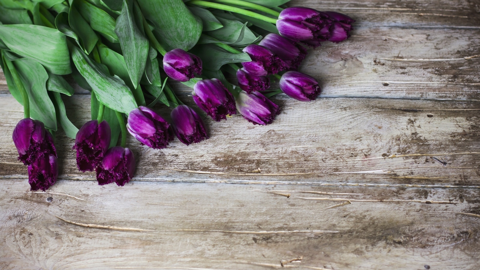 Фиолетовые тюльпаны на деревянном фоне