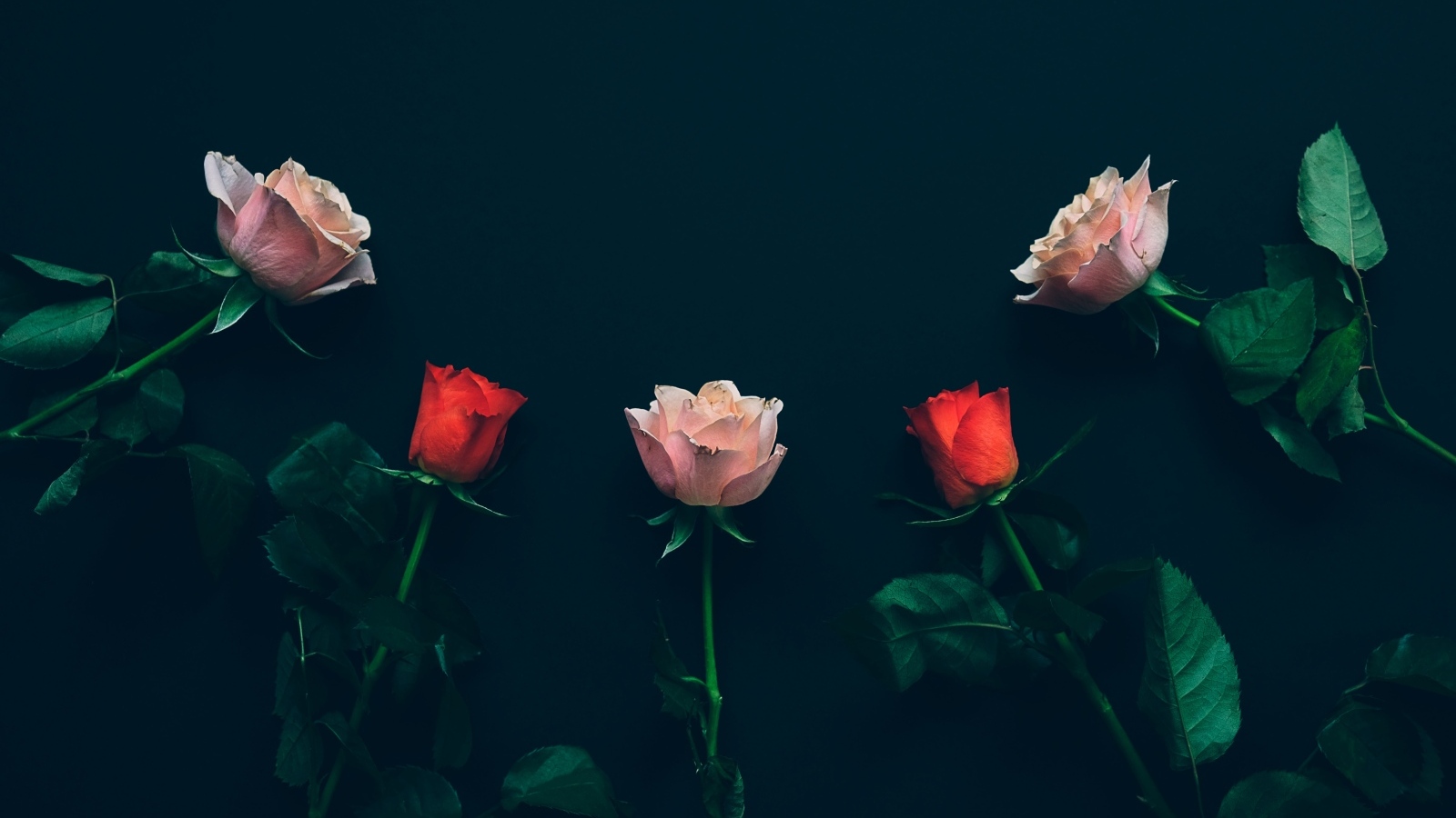 Красные и розовые розы на черном фоне