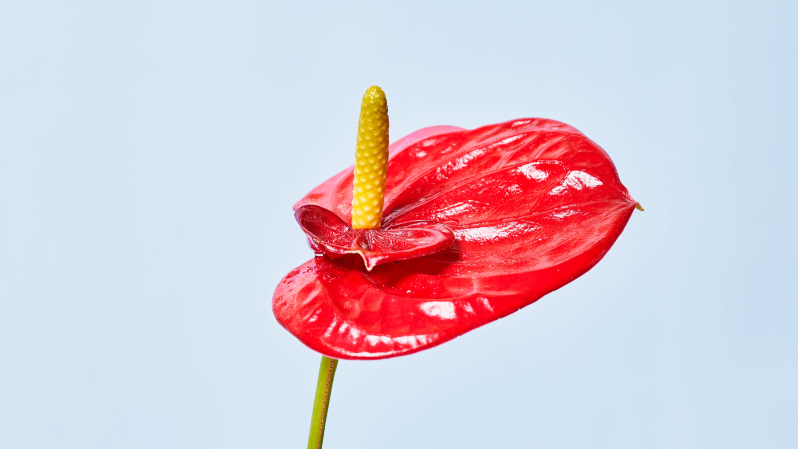 Красный цветок антуриум на сером фоне