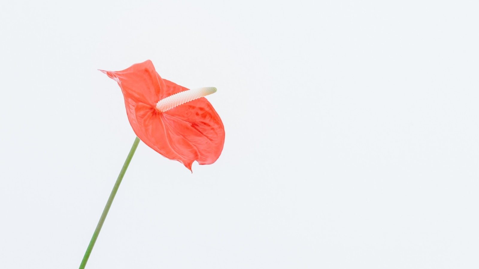 Красный цветок антуриум на белом фоне