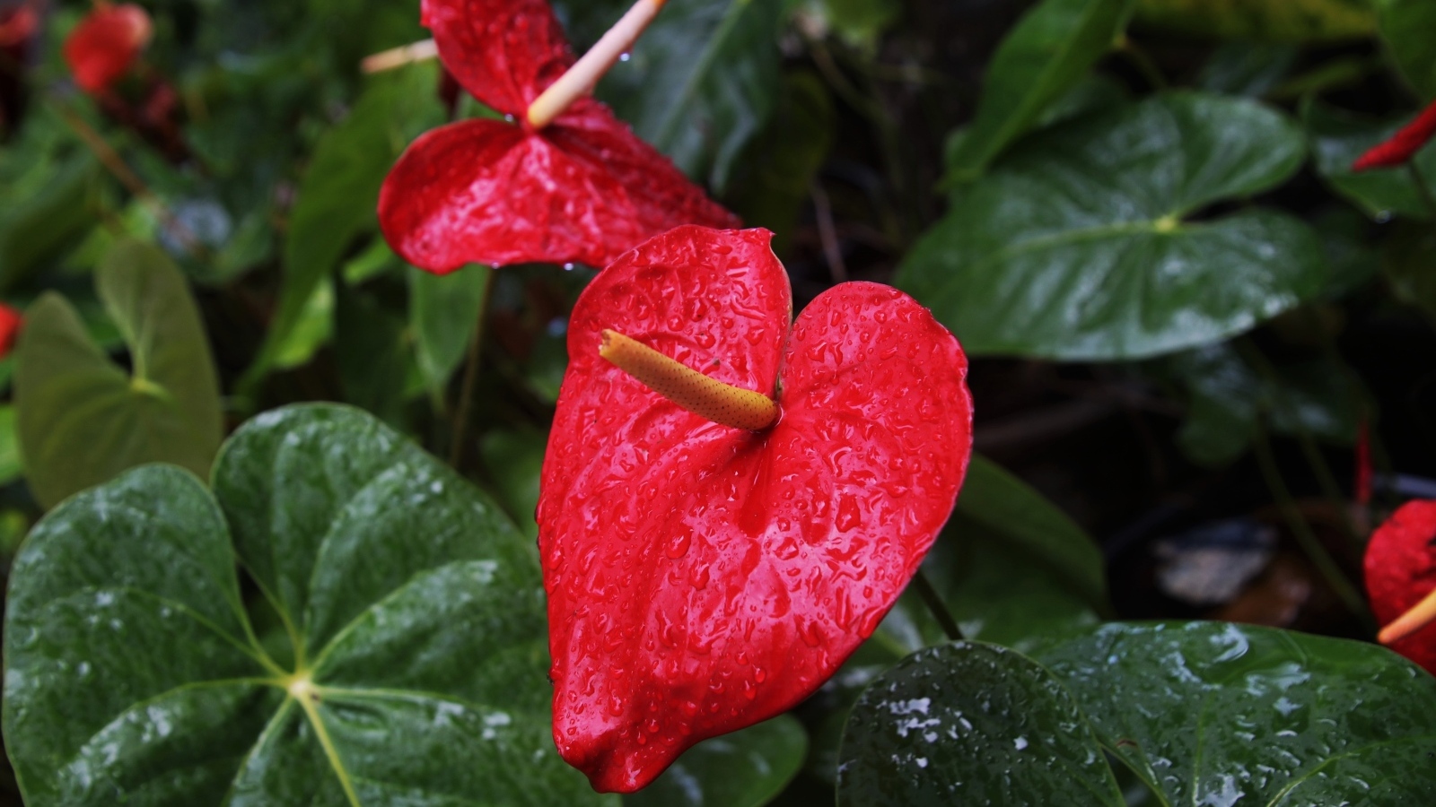 Красные цветы антуриум под дождем