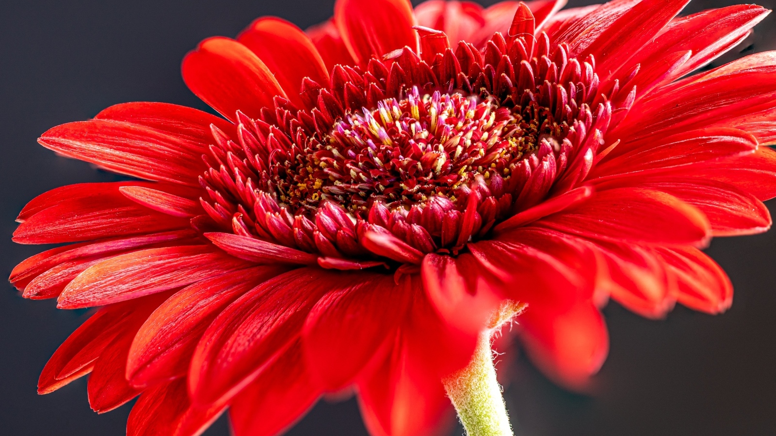 Красный красивый цветок герберы крупным планом