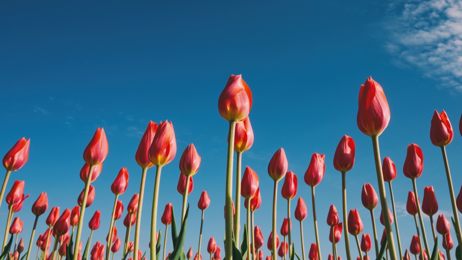 Красные красивые тюльпаны под голубым небом 