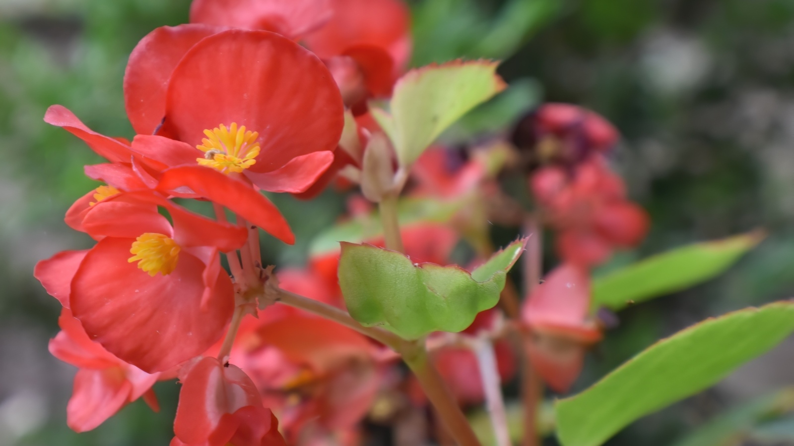 Красные цветы бегонии с зелеными листьями