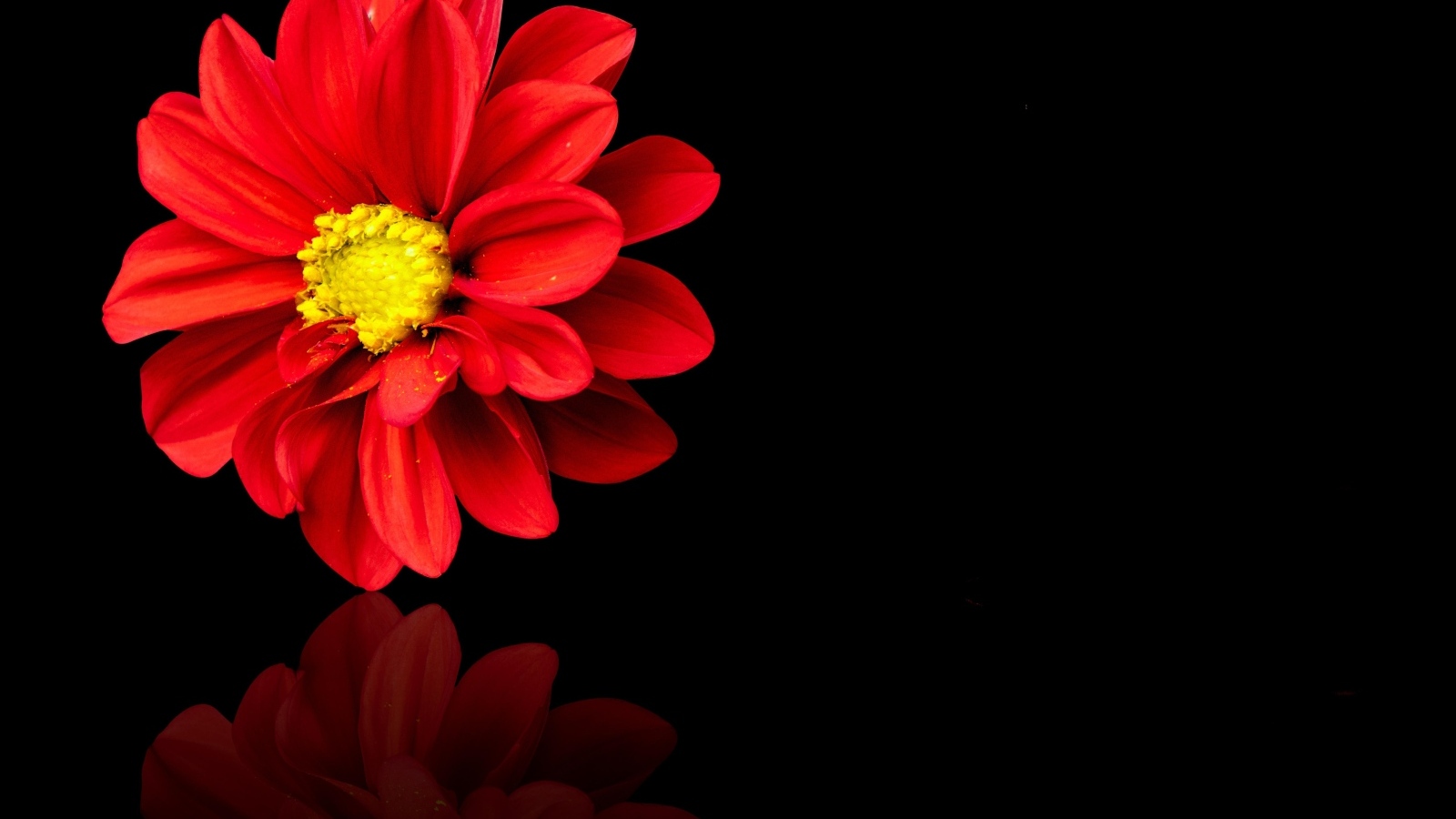 Красный цветок георгина на черном фоне