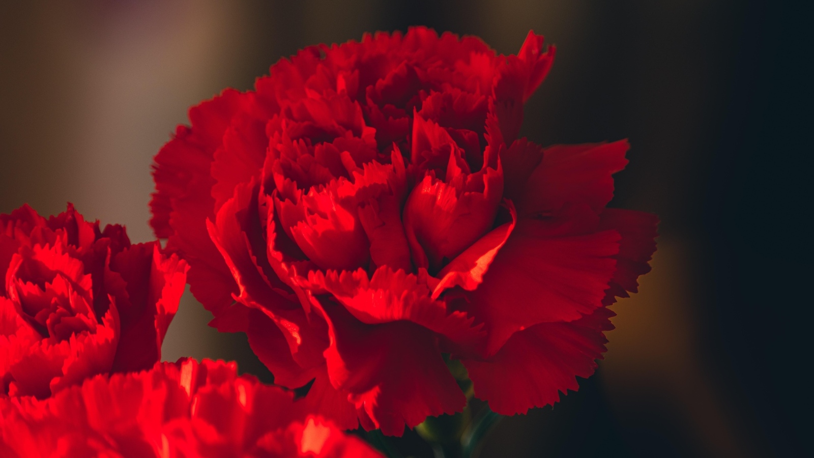 Красные цветы декоративной гвоздики крупным планом