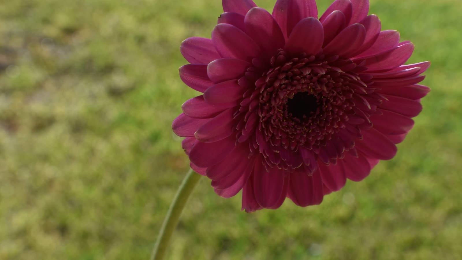 Красная гербера крупным планом